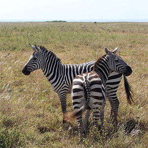 safari